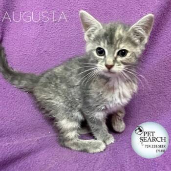 Rescue Domestic Short Hair Cats for Adoption in Washington, Pennsylvania - Augusta | PetCurious