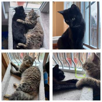 Domestic Medium Hair Cats Available for Adoption in Brantford, Ontario - Raven & Remmington | PetCurious