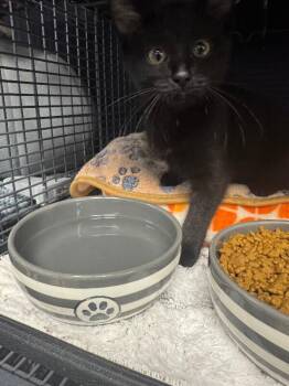 Domestic Short Hair Cats Available for Adoption in Belton, Missouri - Kate | PetCurious