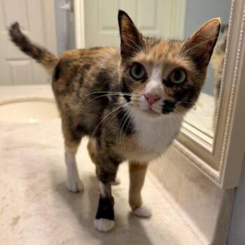 Estelle -  Torbie and Domestic Short Hair Cat for Adoption in Knoxville, Tennessee - Estelle | PetCurious