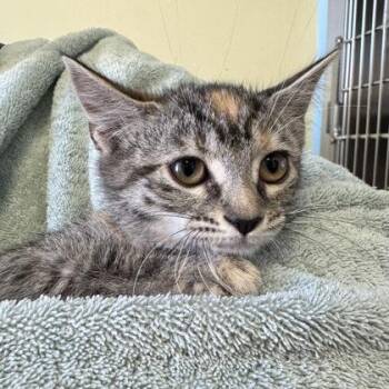 Growlithe -  Domestic Short Hair Cat for Adoption in Richmond, Virginia - Growlithe | PetCurious