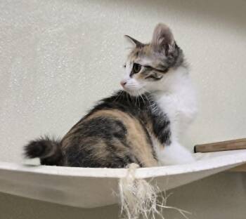 Doodle -  Calico Cat for Adoption in Larned, Kansas - Doodle | PetCurious