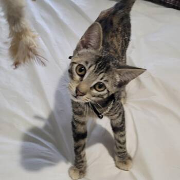 Dora -  Domestic Short Hair Cat for Adoption in Liverpool, Texas - Dora | PetCurious