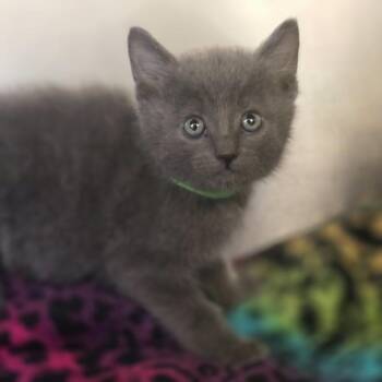 Beefy 5 Layer Burrito -  Domestic Short Hair Cat for Adoption in Oakland, California - Beefy 5 Layer Burrito | PetCurious