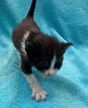 Tzatziki -  Domestic Short Hair Cat for Adoption in New York, New York - Tzatziki | PetCurious