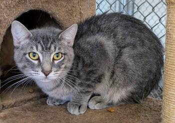 Sacha -  Domestic Long Hair Cat for Adoption in Youngtown, Arizona - Sacha | PetCurious