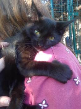 Rescue Domestic Medium Hair Cats for Adoption in Millerton, Pennsylvania - Frankenstein | PetCurious