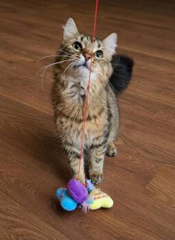 Kelto -  Domestic Medium Hair Cat for Adoption in Taycheedah, Wisconsin - Kelto | PetCurious