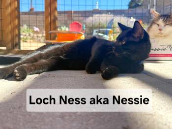 Rescue Domestic Short Hair Cats for Adoption in Albuquerque, New Mexico - Loch Ness Aka Nessie | PetCurious