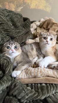 Beaver and Perdita -  Scottish Fold Cat for Adoption - Beaver And Perdita | PetCurious