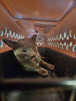 Rescue Domestic Short Hair Cats for Adoption in Lawrenceville, Georgia - Vf-9 | PetCurious