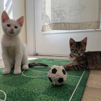 Haaland & Mbappe -  Domestic Short Hair Cat for Adoption in Philadelphia, Pennsylvania - Haaland & Mbappe | PetCurious