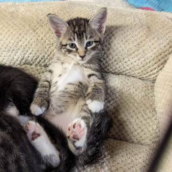 Kida -  Domestic Short Hair Cat for Adoption in Tylertown, Mississippi - Kida | PetCurious