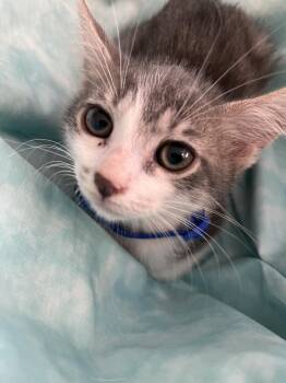 Tabby and Domestic Short Hair Cats Available for Adoption - Denim Blue | PetCurious
