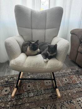 Stella -  Domestic Short Hair Cat for Adoption in Millcreek, Utah - Stella | PetCurious