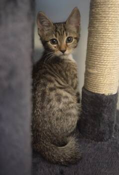 DutchBros 5.12.26 (prespay) -  Domestic Short Hair Cat for Adoption in Apopka, Florida - DutchBros 5.12.26 (prespay) | PetCurious