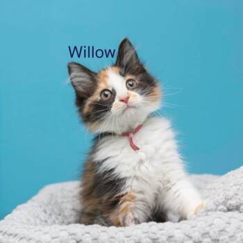 Willow -  Domestic Long Hair and Domestic Short Hair Cat for Adoption in Parma, Ohio - Willow | PetCurious
