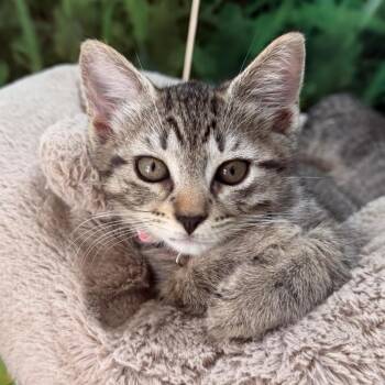 Sam -  Domestic Short Hair Cat for Adoption in Nashville, Tennessee - Sam | PetCurious