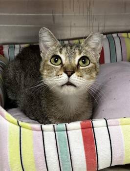 MARIAH -  Domestic Short Hair Cat for Adoption in Fort Lauderdale, Florida - MARIAH | PetCurious