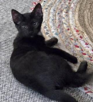Pepper -  Domestic Short Hair Cat for Adoption in New Hope, Pennsylvania - Pepper | PetCurious