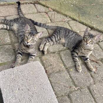 Rescue Domestic Short Hair Cats for Adoption in Hammond, Louisiana - Thing 1 & Thing 2 | PetCurious