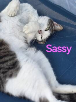 Rescue Tabby Cats for Adoption in Spring Hill, Florida - Sassy | PetCurious