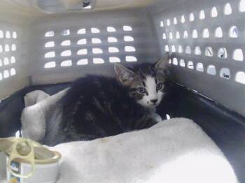 A1268833 -  Domestic Short Hair Cat for Adoption in Charlotte, North Carolina - A1268833 | PetCurious