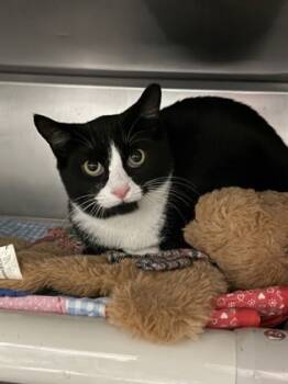 Rescue Domestic Short Hair Cats for Adoption in Morristown, New Jersey - Glen | PetCurious