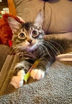 Bagel -  Domestic Long Hair Cat for Adoption in Sebastian, Florida - Bagel | PetCurious