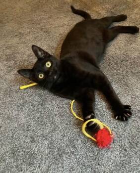 Oliver & Co:  Rita -  Domestic Short Hair Cat for Adoption - Oliver & Co:  Rita | PetCurious