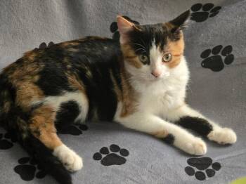 Stormy -  Domestic Short Hair Cat for Adoption in Hinckley, Illinois - Stormy | PetCurious