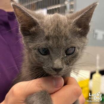 Genie -  Domestic Short Hair Cat for Adoption in Washington, District Of Columbia - Genie | PetCurious