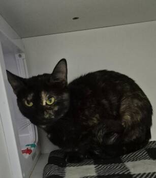 Voodoo Vixen Bones -  Domestic Long Hair Cat for Adoption in Chattanooga, Tennessee - Voodoo Vixen Bones | PetCurious