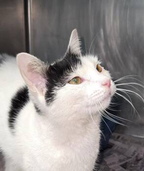 Domestic Short Hair and Turkish Van Cats Available for Adoption - Cinderella | PetCurious