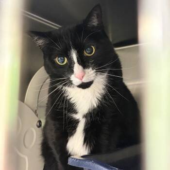 Oreo -  Domestic Short Hair Cat for Adoption in Cumming, Georgia - Oreo | PetCurious