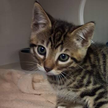 Lio (orange collar) -  Domestic Short Hair Cat for Adoption in Redwood City, California - Lio (orange Collar) | PetCurious