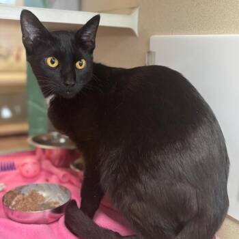 Wilma -  Domestic Short Hair Cat for Adoption in Marshalltown, Iowa - Wilma | PetCurious