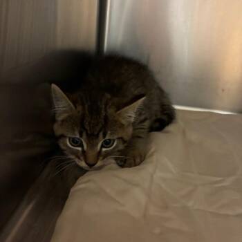 Frisco -  Domestic Short Hair Cat for Adoption in Chattanooga, Tennessee - Frisco | PetCurious