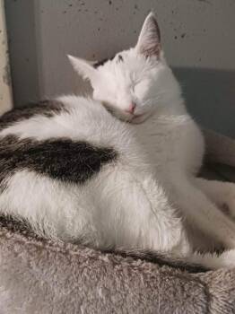 Google / Chrome -  Domestic Short Hair Cat for Adoption in Cromwell, Kentucky - Google / Chrome | PetCurious