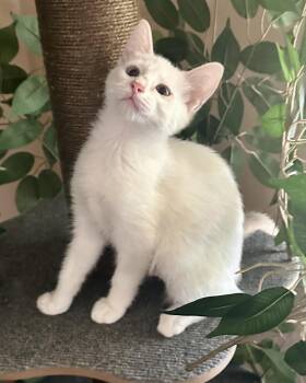 Mia -  Siamese Cat for Adoption in Davis, California - Mia | PetCurious