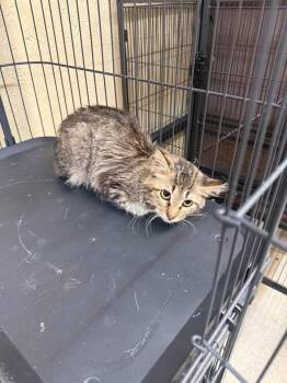 Annabell -  Domestic Long Hair Cat for Adoption in Shelbyville, Tennessee - Annabell | PetCurious