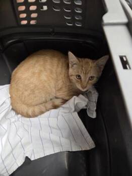 Pomme -  Domestic Short Hair Cat for Adoption in Sacramento, California - Pomme | PetCurious