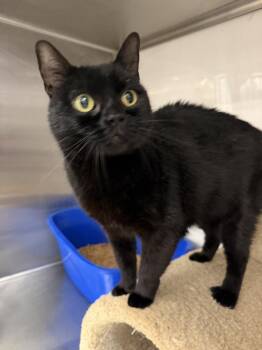 BooBoo -  Domestic Short Hair Cat for Adoption in Alafaya, Florida - BooBoo | PetCurious