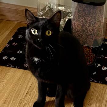 RAISEN- COURTESY POST -  Bombay Cat for Adoption - RAISEN- COURTESY POST | PetCurious