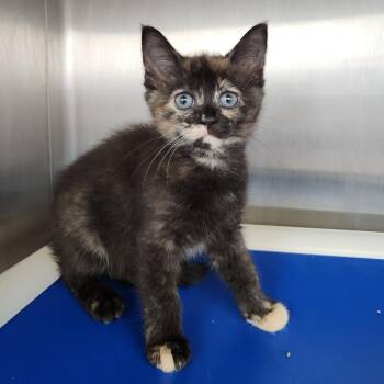 Pookie -  Domestic Short Hair Cat for Adoption in Fort Wayne, Indiana - Pookie | PetCurious