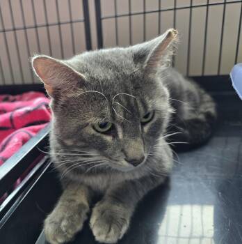 Simon Says -  Domestic Short Hair Cat for Adoption in Southbury, Connecticut - Simon Says | PetCurious