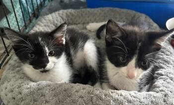 Lago -  Domestic Short Hair Cat for Adoption in Alafaya, Florida - Lago | PetCurious