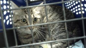 Rescue Domestic Short Hair Cats for Adoption - Bronwen | PetCurious