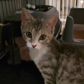 Domestic Short Hair Cats Available for Adoption in Chicago, Illinois - Adalyn | PetCurious