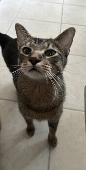 Mishka -  Domestic Short Hair and Tabby Cat for Adoption in Randolph, Massachusetts - Mishka | PetCurious
